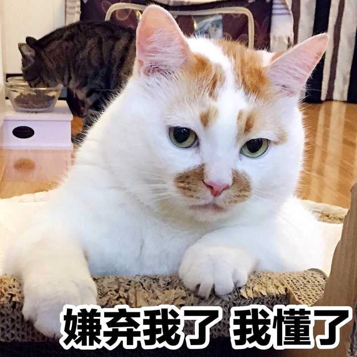 有没有猫咪的表情包?