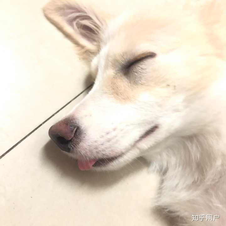 孕妇梦见狗变成兔子