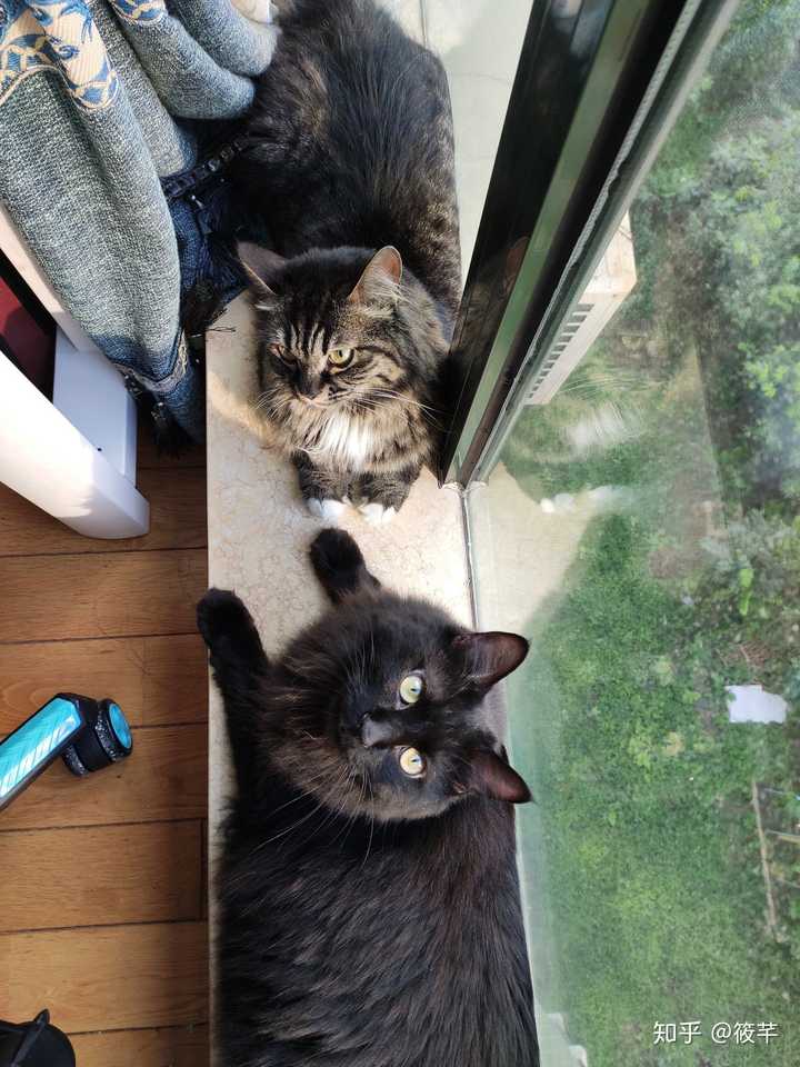 中国狸花猫有什么优缺点呢?