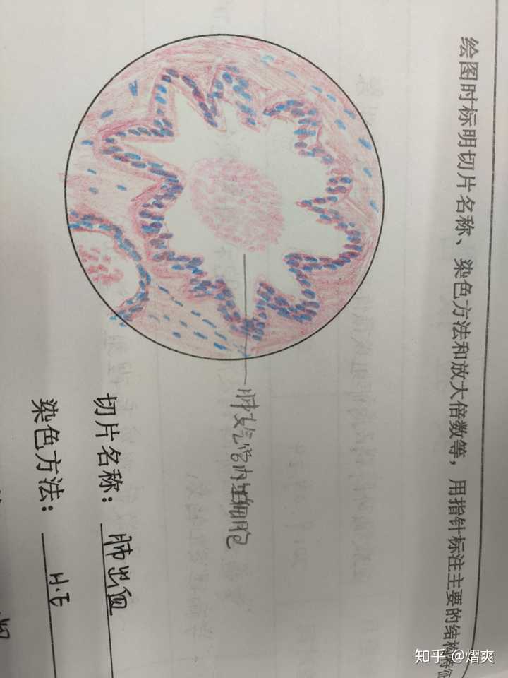 如何用红蓝铅笔画出好看的切片图?