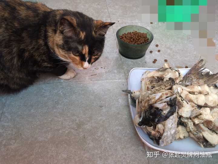 流浪猫吃的很多要控制吗?