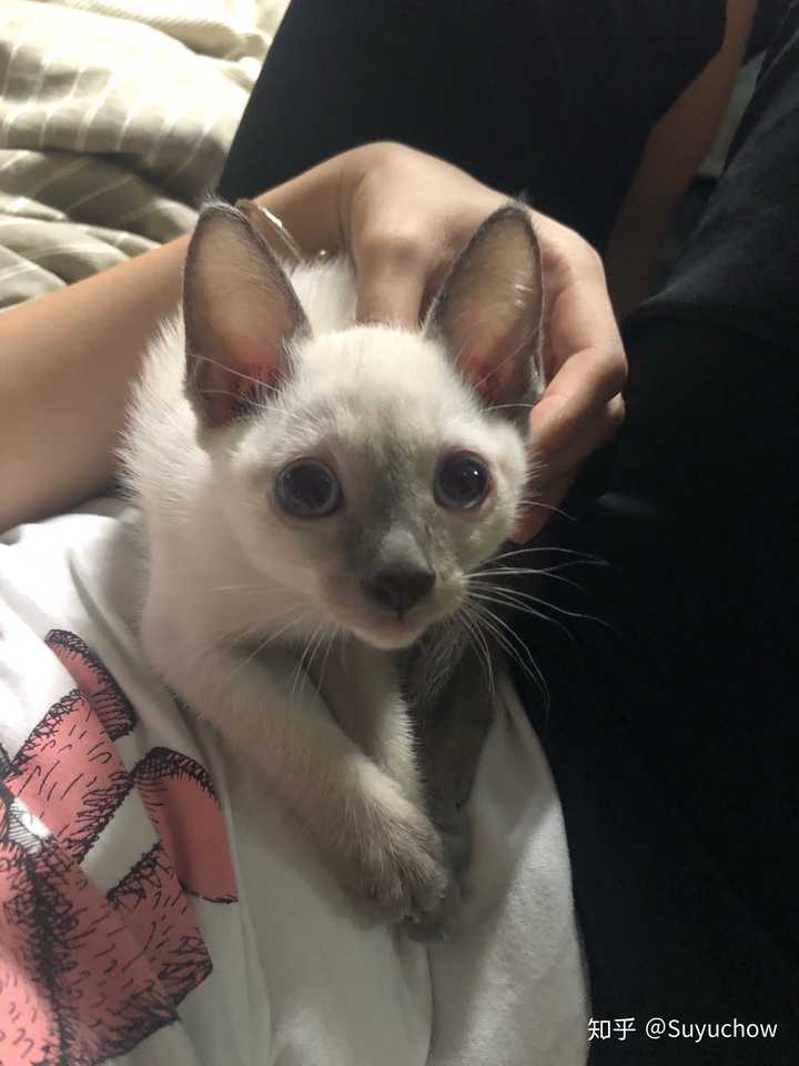 同时养一只橘猫和一只暹罗猫是什么感受