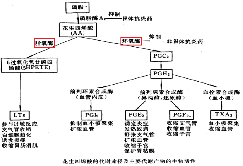 主要是通过 抑制花生四烯酸的两条代谢途径中的多种 氧合酶,从而抑制