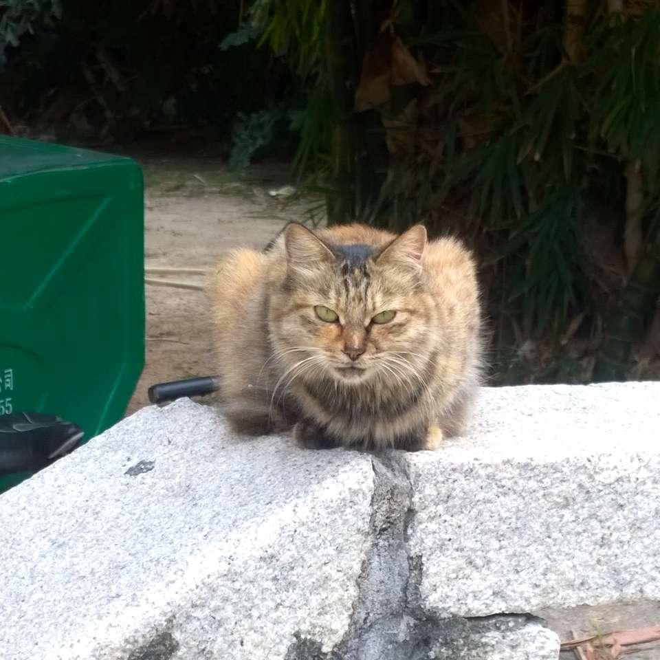 一只凶巴巴的猫