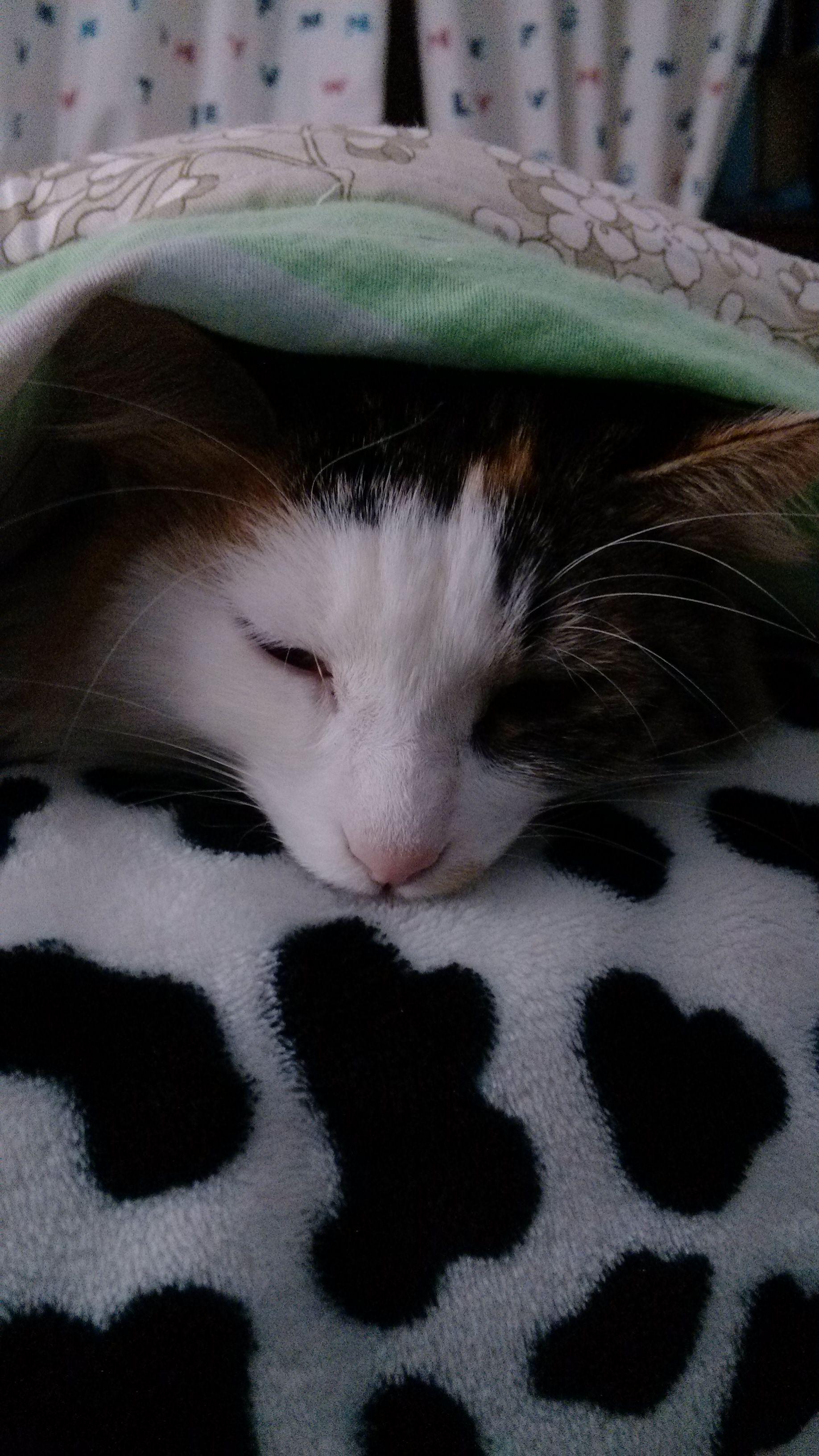 猫的呼噜声会有催眠作用吗? - 心理学 - 知乎