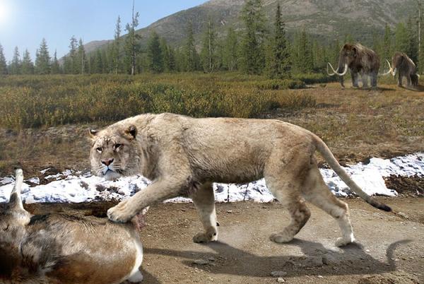 中体形第二大的一类,仅次于熊科,最大可达450公斤以上,现代狮子的近亲