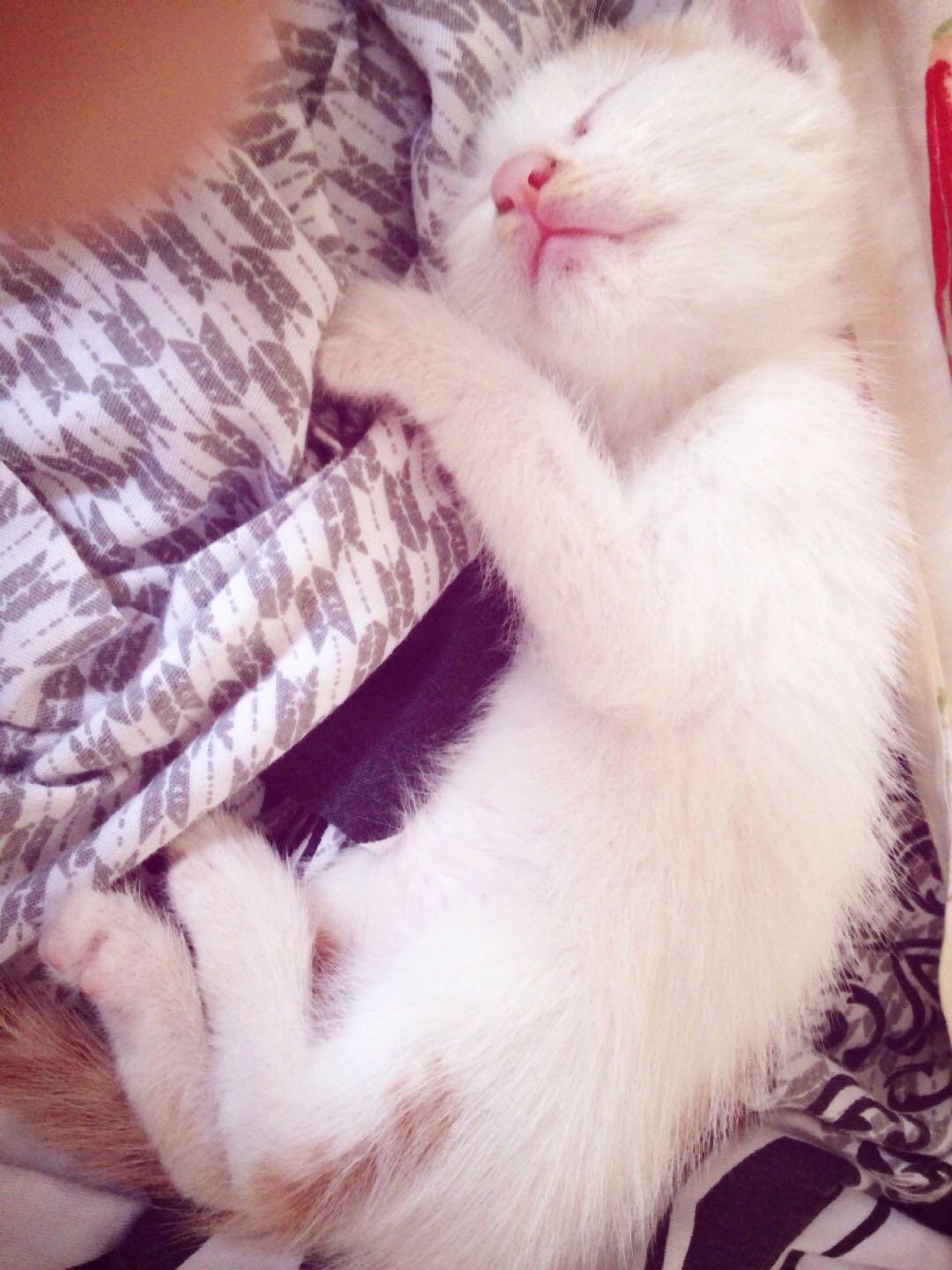 猫的呼噜声会有催眠作用吗? - 心理学 - 知乎