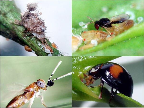 (4)生物防治:柑橘木虱寄生蜂柑橘木虱啮小蜂和阿里食虱跳小蜂已被