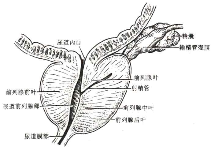 前列腺是环绕在男性尿道周围的腺体结构,主要功能是分泌前列腺液.啥?