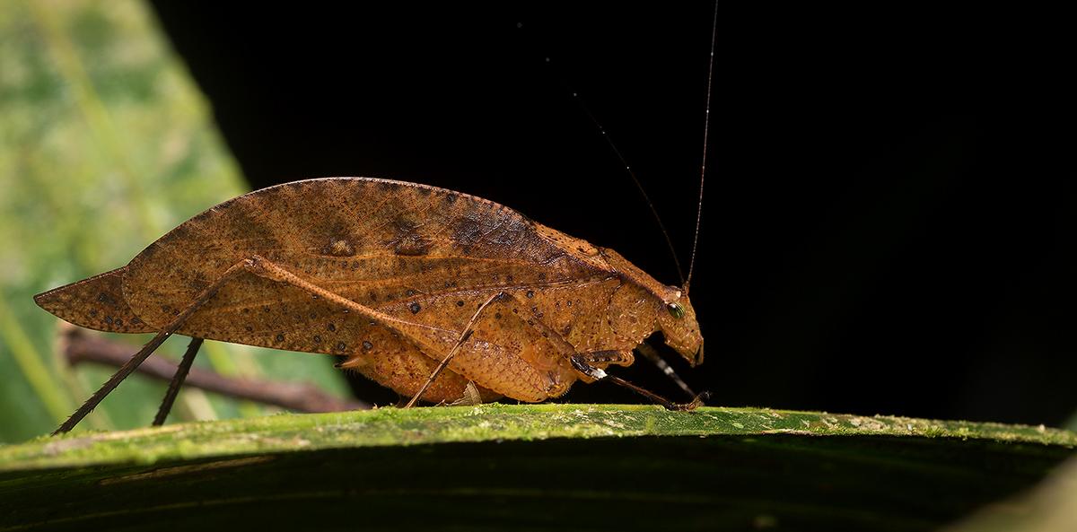 copiphora hastata, 是一种头上张角的肉食性螽斯, 强大的前中足可以