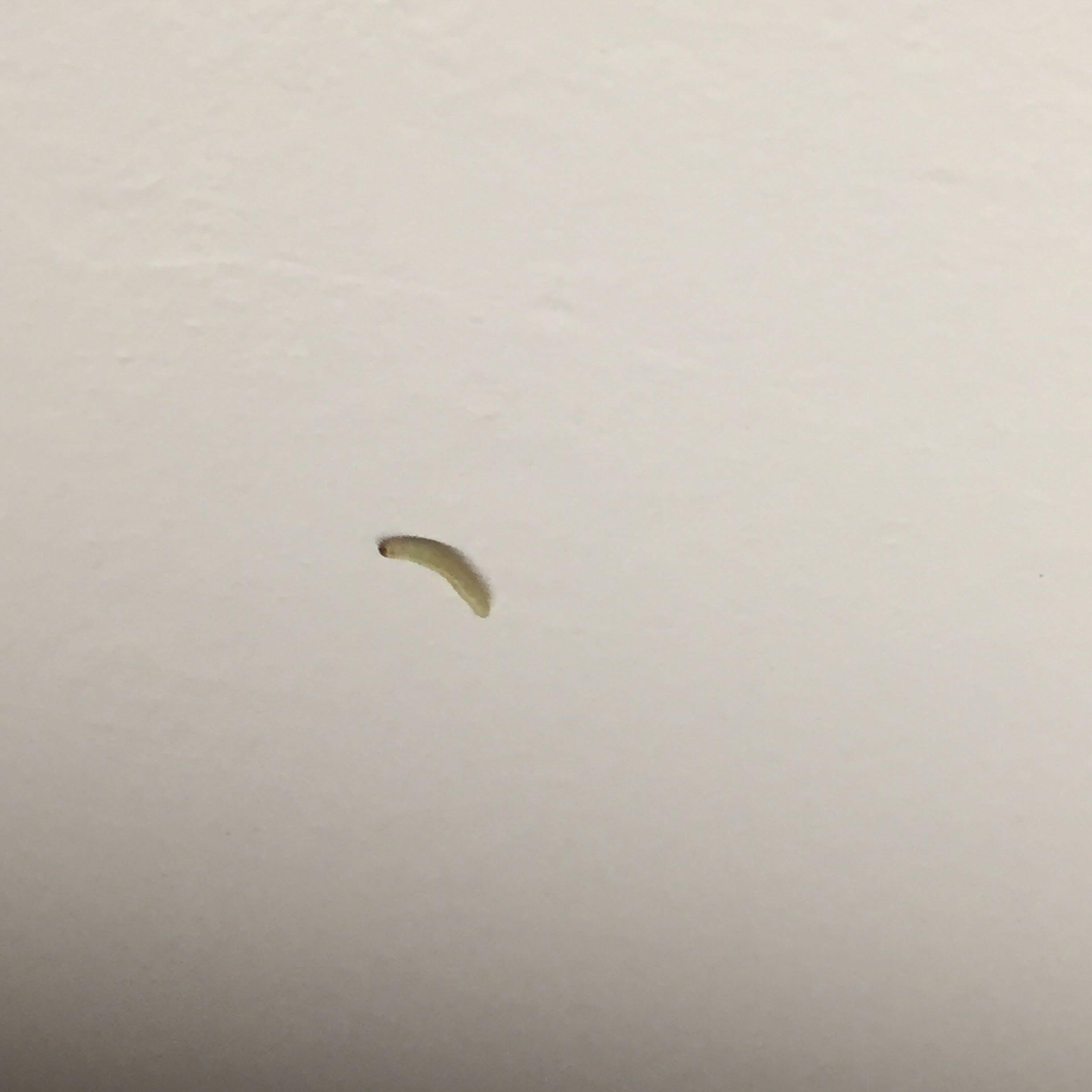 在宿舍的屋顶看到了白色蠕动小虫,长约1cm,几天后再次