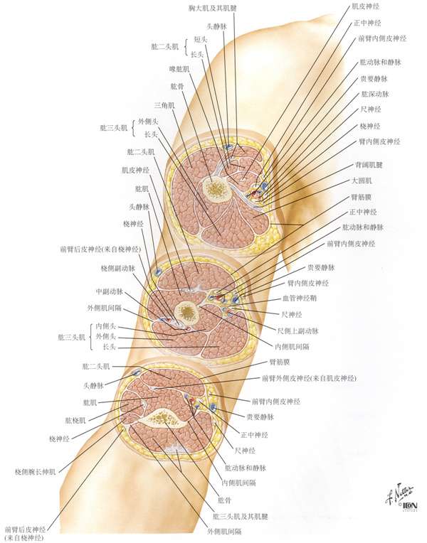 Look at These Amazing Cross Sections of Bullets