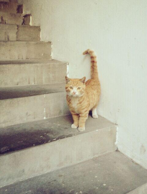 猫智商不高,人类却总是想象猫的各种「高冷」