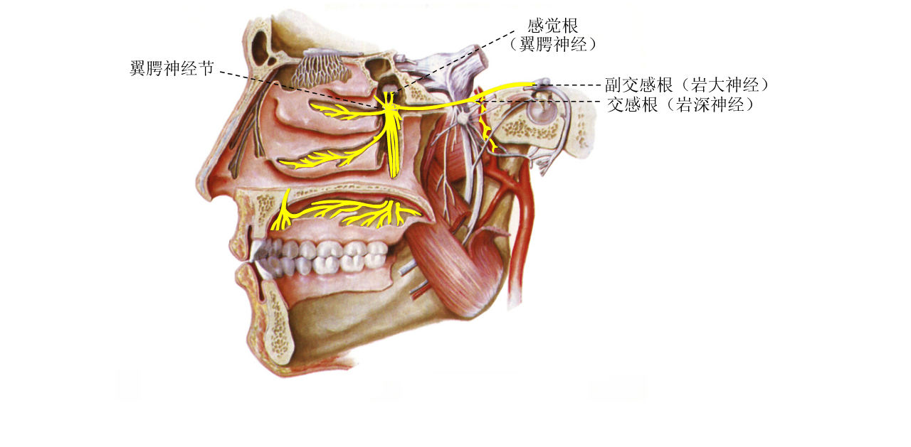 的原因),第一分支为眼神经 (ophthalmic branch),第二分支为上颌神经