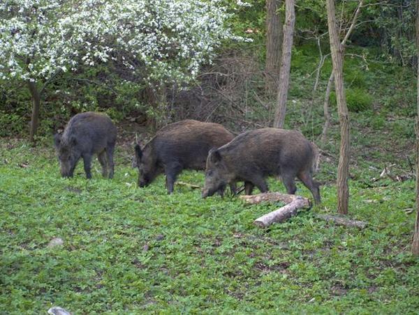 山中野猪成灾,一夜之间把农民庄稼地全破坏完了