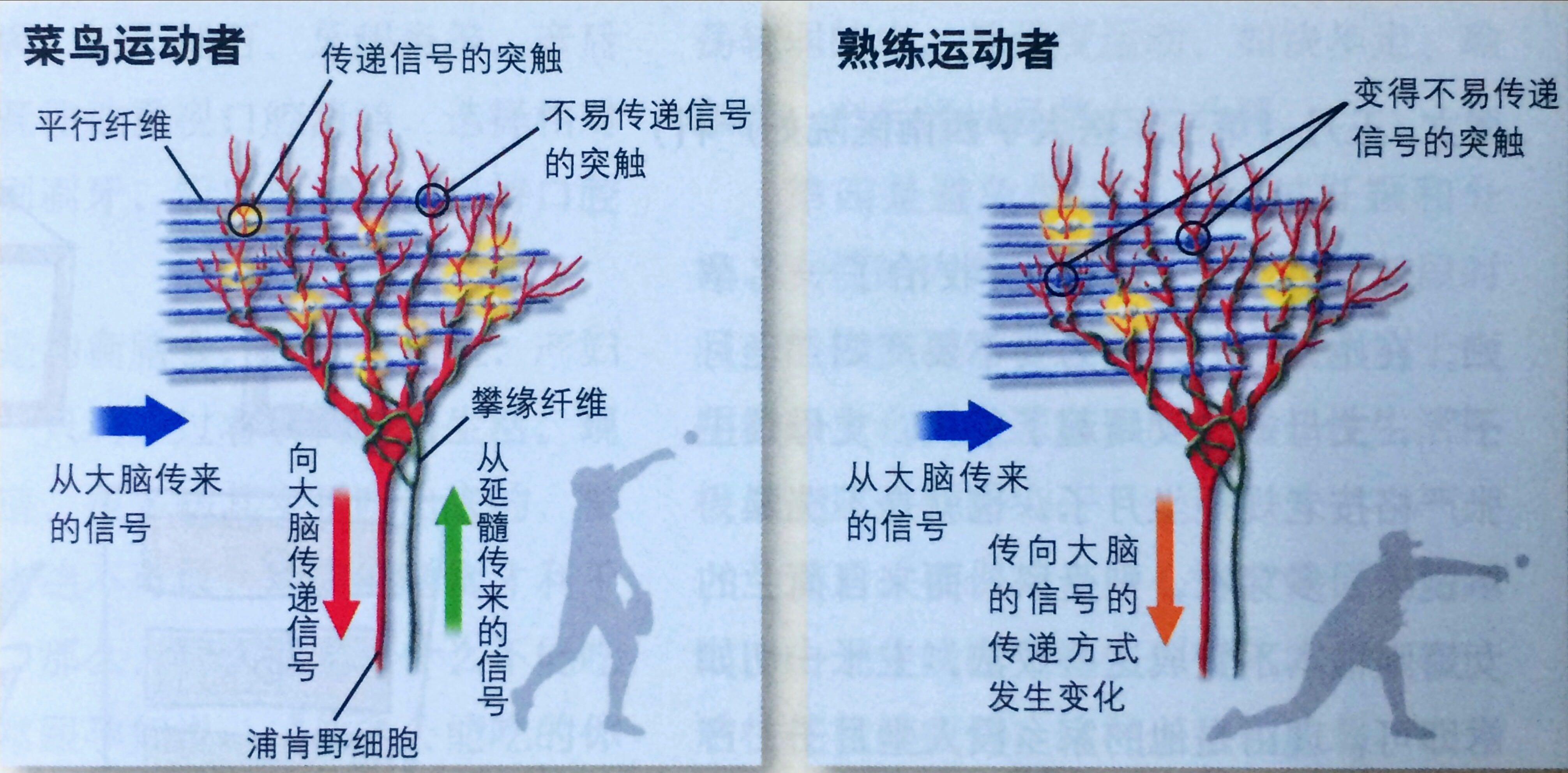 在菜鸟运动者(左图)的小脑浦肯野细胞中,传递从大脑来的信号的突触