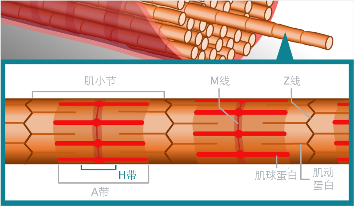 i带是肌原纤维中只含有肌动蛋白的浅色部分.