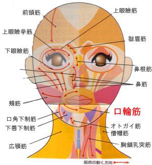 笑肌为微笑时所运用之肌肉,广义的笑肌指笑肌,口角提肌,口角降肌