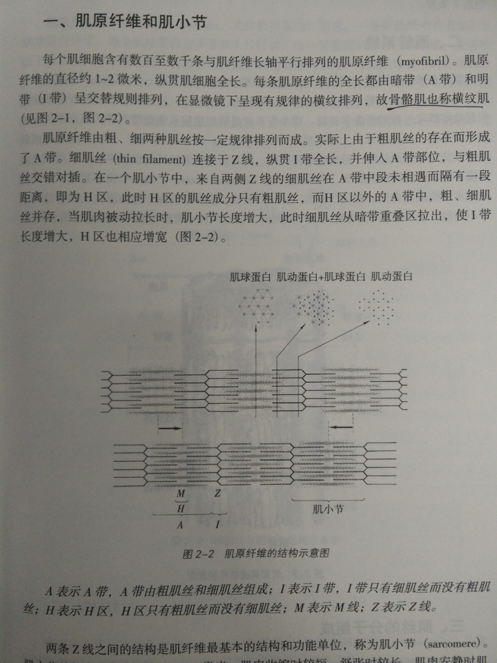 平滑肌 ,心肌,其中骨骼肌也称横纹肌 ,是由于肌原纤维明暗带交替成