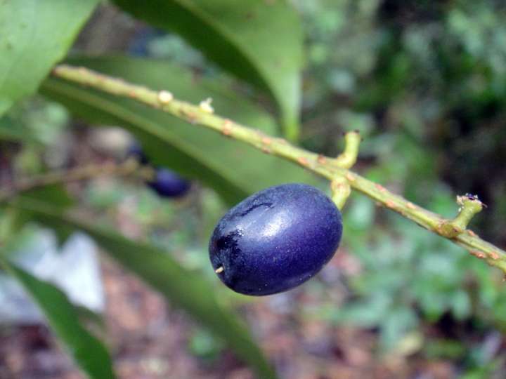 小果山龙眼  helicia cochinchinensis