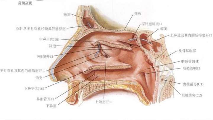 鼻子不是属于危险三角区吗?为什么流鼻血可以加压止血