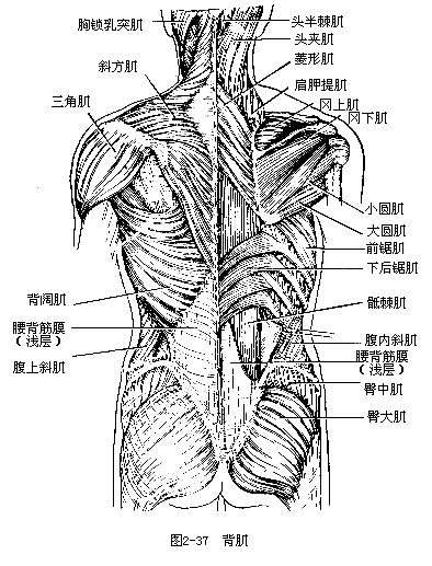 如何辨别竖脊肌和骶棘肌