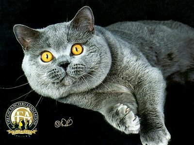 如何区分纯种蓝猫和蓝猫串?