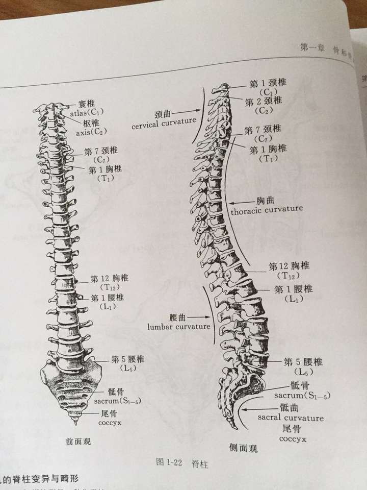 我们看看人的脊柱是啥样的