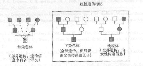 我(男性)的儿子是否必将遗传我父亲的那一条带y染色体的基因,并且他不