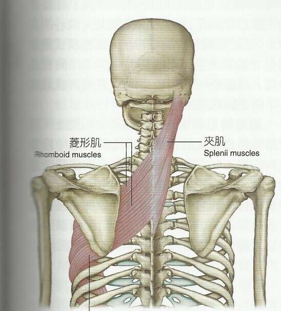 肩胛骨内侧的筋和肌肉自己如何拉伸以及松解?