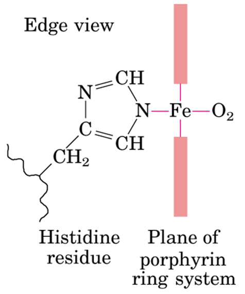 理论,二价铁会形成六个配位键,其中四个被上图卟啉环中的吡咯基上的