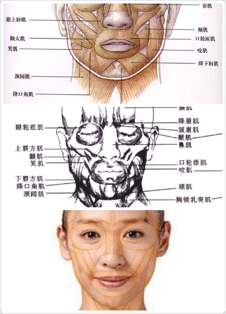 哼) 反对说康辉那是咬肌以及颧肌的 那分明 就是 一坨 脂肪 罢了 以下