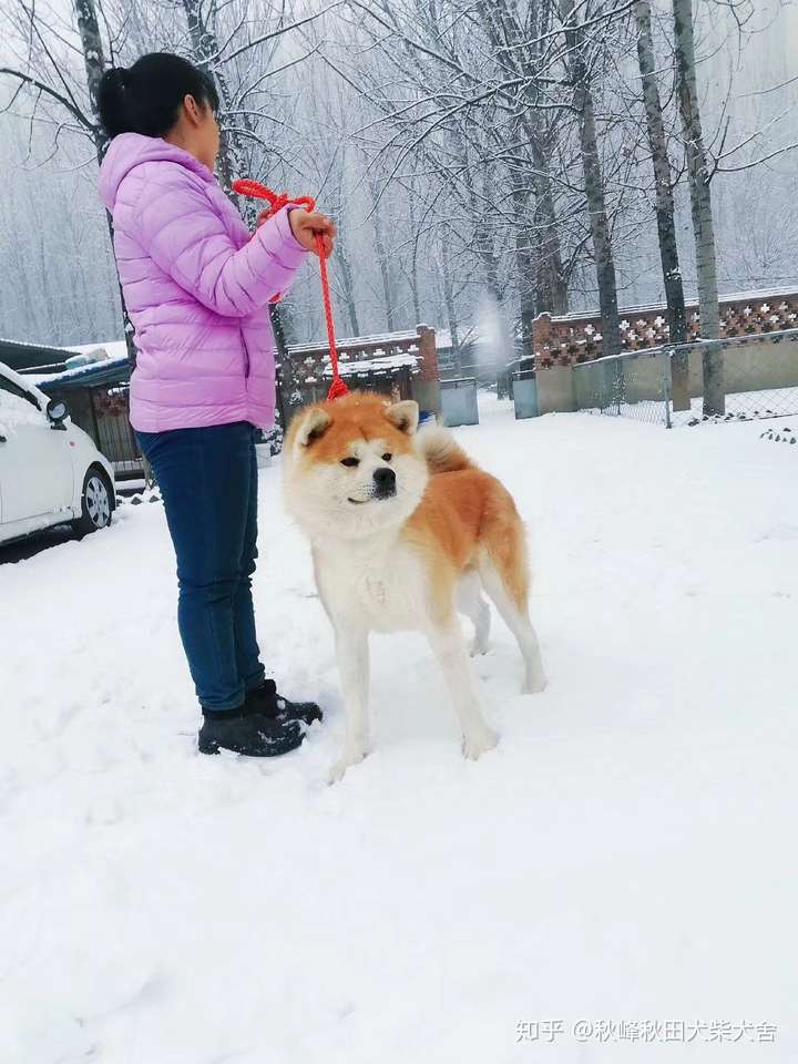 血统和品质都是差距,而且秋田犬有非常清楚的比赛标准,制定权在日本秋