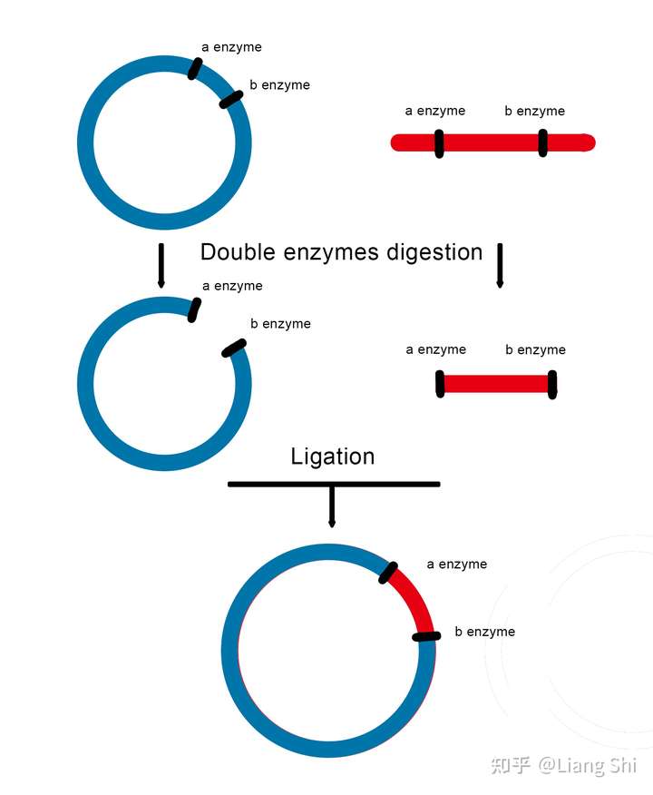 基因工程中dna的特异性由什么决定