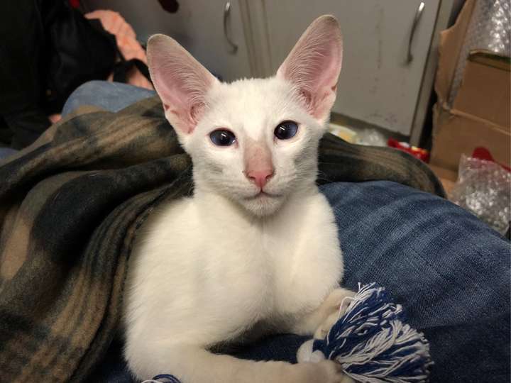 养东短(东方短毛猫)是什么体验?