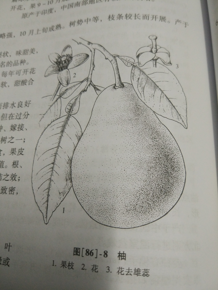 请问芸香科里面的柚子树香泡胡柚香橼具体外观怎么区分