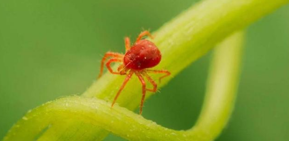 红火蚁具有那么强的生物属性,它的天敌是什么?