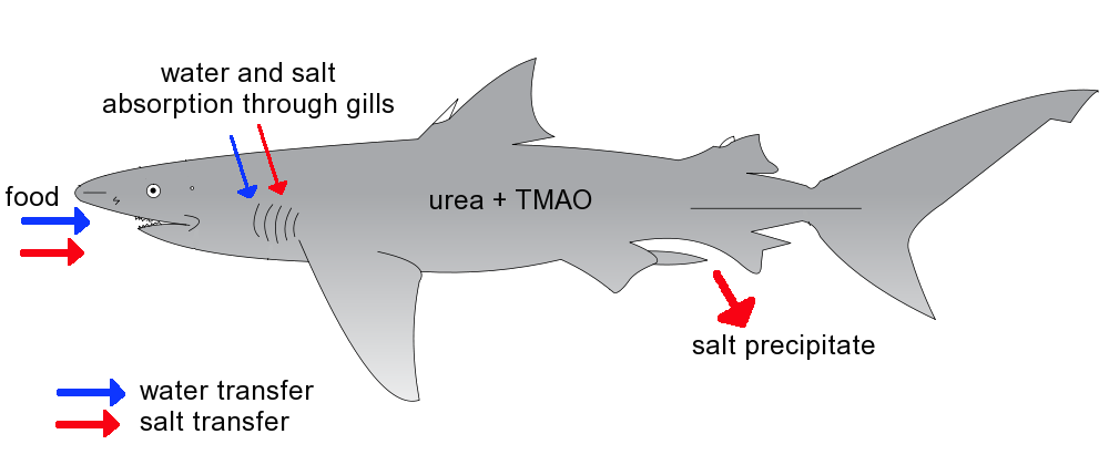鲨鱼渗透压调节示意图 来源:chris_huh