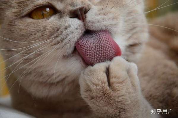 因为猫猫的舌头上有倒刺啊~ 下面附一张网上找的图片 放大欣赏一下