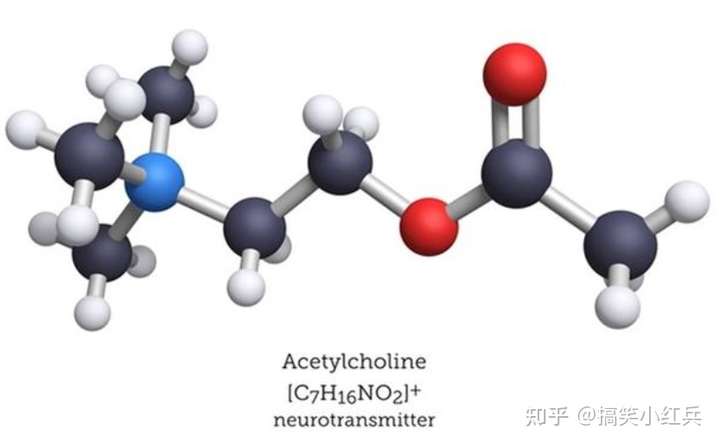 乙酰胆碱结构