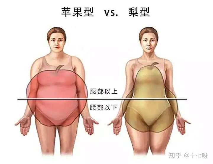 肚子很大,抓起来很硬就是内脏脂肪过多,也被称为苹果型肥胖.
