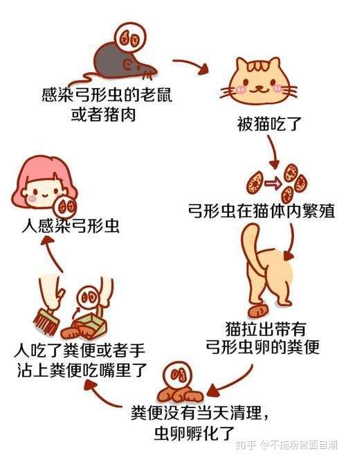 怎么养猫可以避免传染弓形虫?