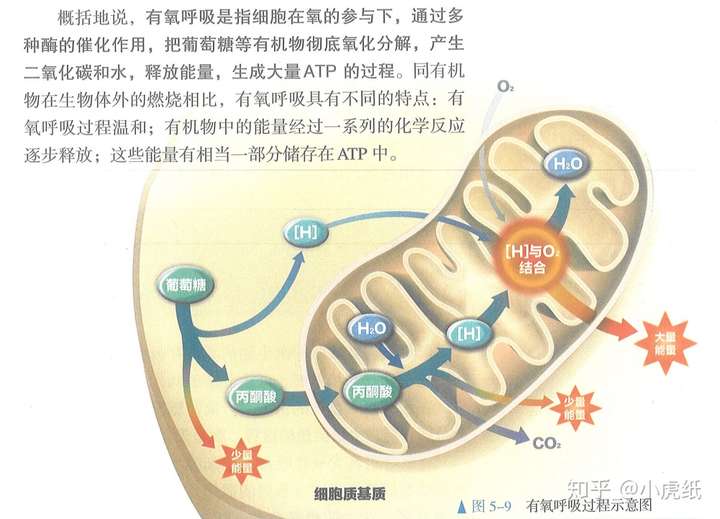 红细胞所携带的氧气,被组织细胞利用要穿过多少层膜?