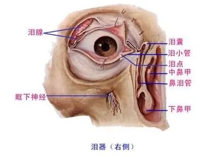 还记得你哭的时候流泪直往鼻子,嗓子里流么,这便是鼻泪管在起作用.