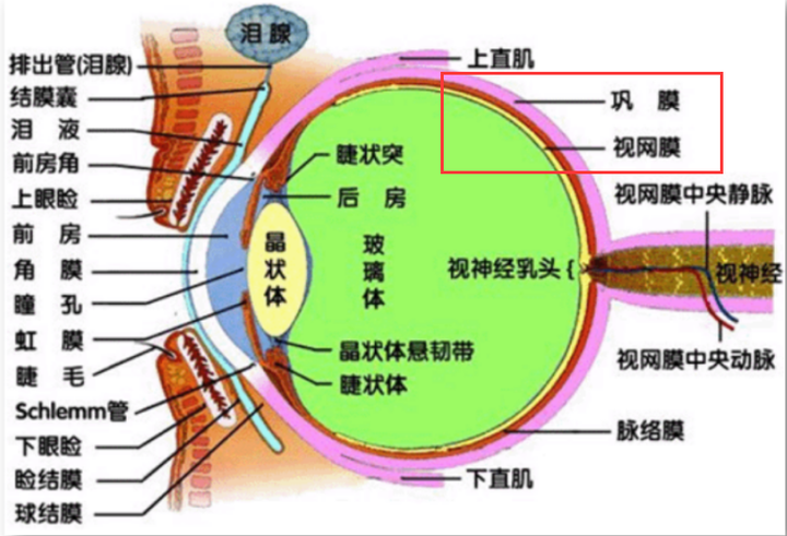 葡萄膜炎能否根治?