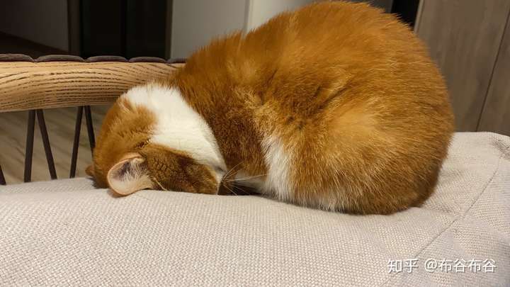 猫咪睡觉有什么奇怪的样子?