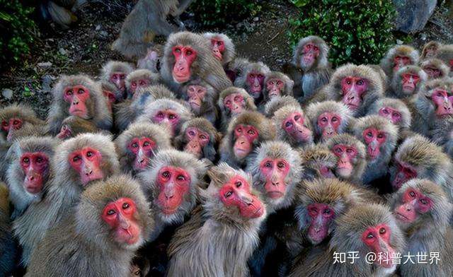 生存位置最靠北的野生灵长类,被称已灭绝的直隶猕猴重现河北承德