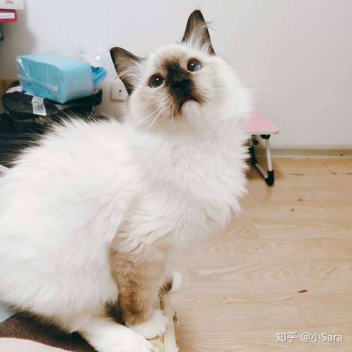 这是布偶串吗?
