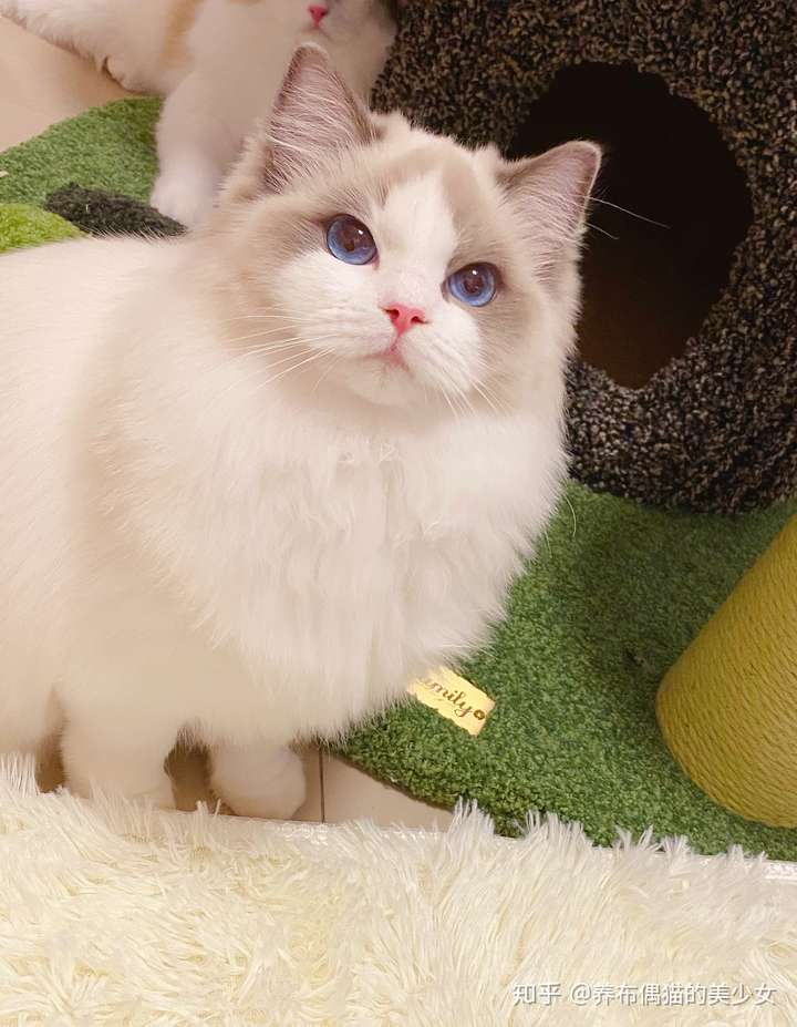 想养一只布偶猫左边是公右边是母太纠结了想问一下男的好看还是女的