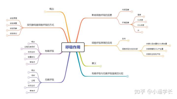 呼吸作用思维导图(大纲版)